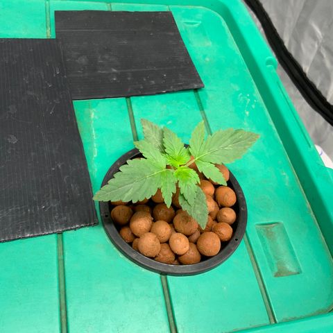 Moby dick XXL  [auto] growlog timeline photo