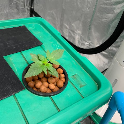 Moby dick XXL  [auto] growlog timeline photo