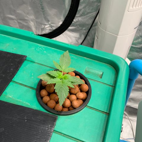 Moby dick XXL  [auto] growlog timeline photo