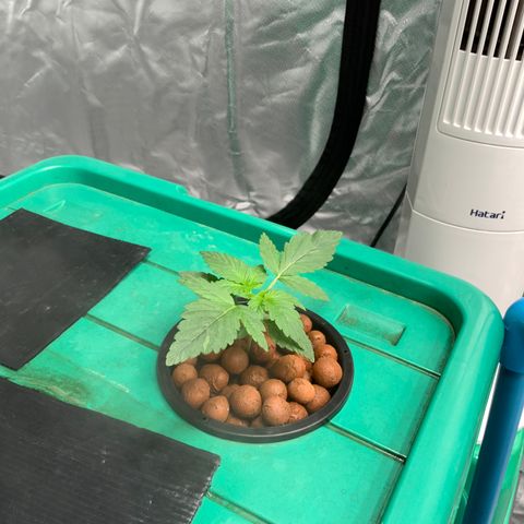 Moby dick XXL  [auto] growlog timeline photo