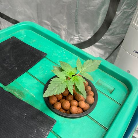 Moby dick XXL  [auto] growlog timeline photo