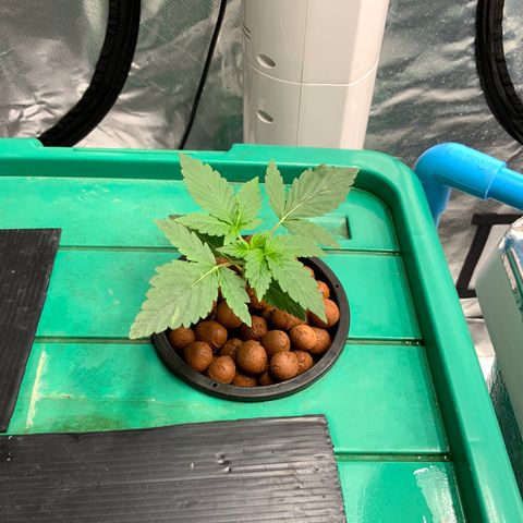 Moby dick XXL  [auto] growlog timeline photo