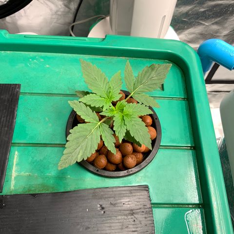 Moby dick XXL  [auto] growlog timeline photo