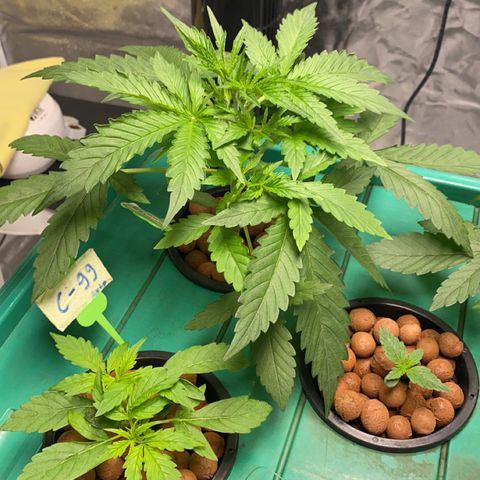 Moby dick XXL  [auto] growlog timeline photo