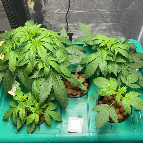 Moby dick XXL  [auto] growlog timeline photo