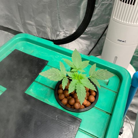Moby dick XXL  [auto] growlog timeline photo