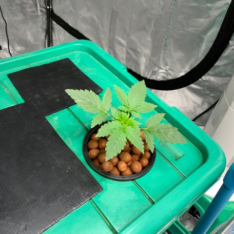 Moby dick XXL  [auto] growlog timeline photo