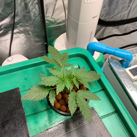 Moby dick XXL  [auto] growlog timeline photo