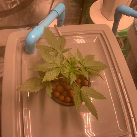 Moby dick XXL  [auto] growlog timeline photo