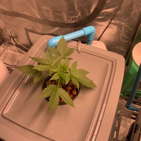 Moby dick XXL  [auto] growlog timeline photo