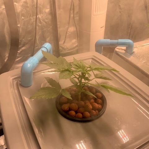 Moby dick XXL  [auto] growlog timeline photo