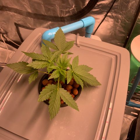 Moby dick XXL  [auto] growlog timeline photo