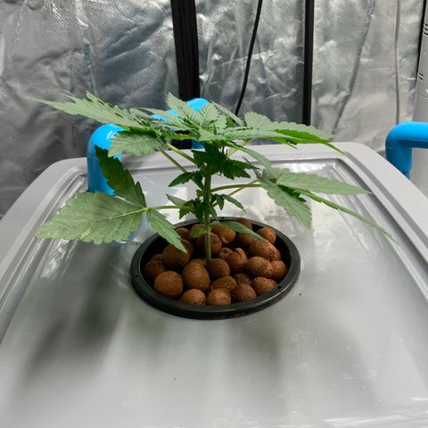 Moby dick XXL  [auto] growlog timeline photo