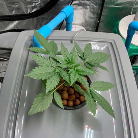 Moby dick XXL  [auto] growlog timeline photo