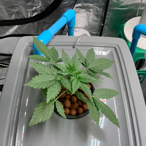 Moby dick XXL  [auto] growlog timeline photo