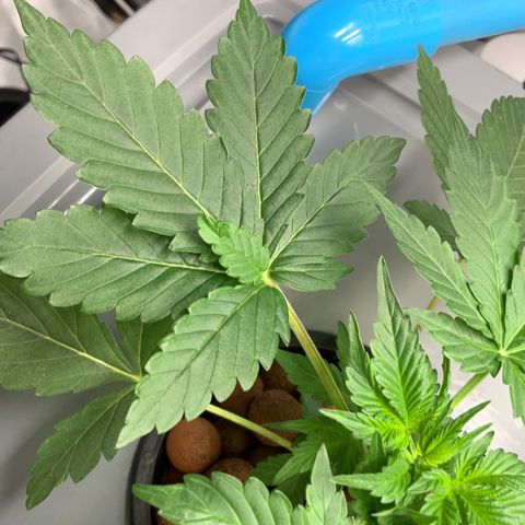 Moby dick XXL  [auto] growlog timeline photo