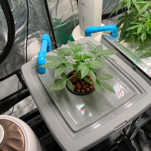 Moby dick XXL  [auto] growlog timeline photo