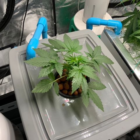 Moby dick XXL  [auto] growlog timeline photo