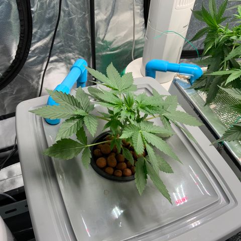 Moby dick XXL  [auto] growlog timeline photo
