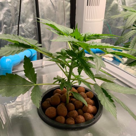 Moby dick XXL  [auto] growlog timeline photo