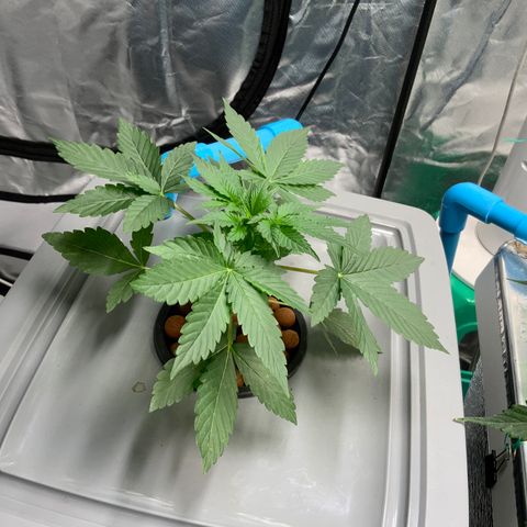 Moby dick XXL  [auto] growlog timeline photo
