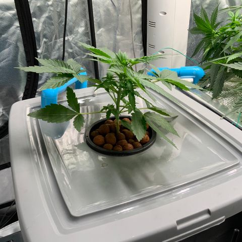 Moby dick XXL  [auto] growlog timeline photo