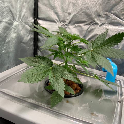 Moby dick XXL  [auto] growlog timeline photo