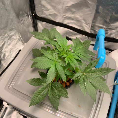 Moby dick XXL  [auto] growlog timeline photo
