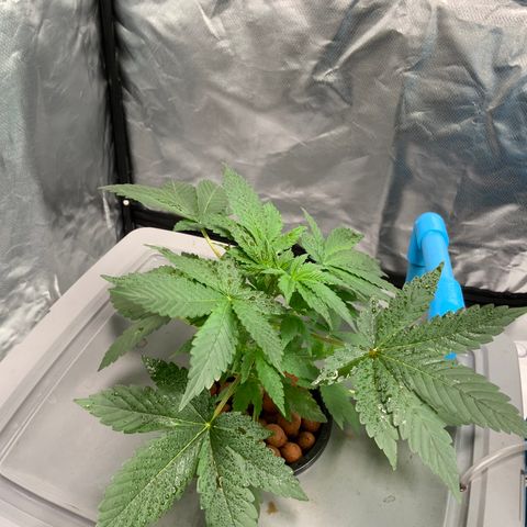 Moby dick XXL  [auto] growlog timeline photo