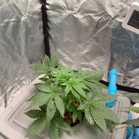 Moby dick XXL  [auto] growlog timeline photo
