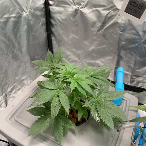 Moby dick XXL  [auto] growlog timeline photo