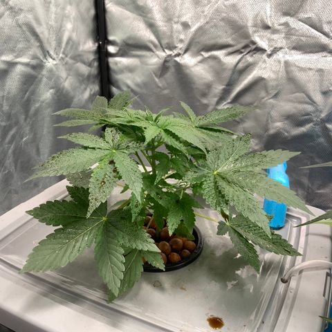 Moby dick XXL  [auto] growlog timeline photo