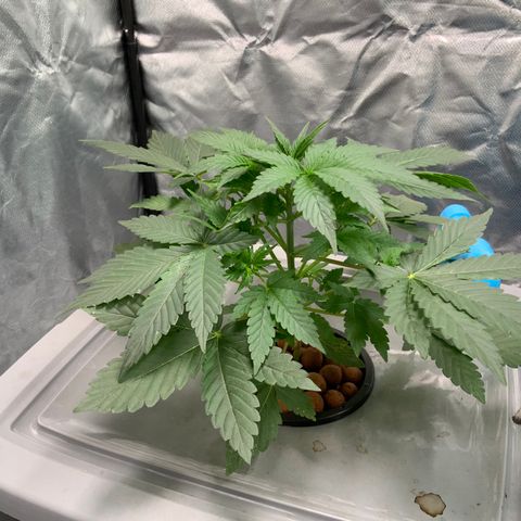 Moby dick XXL  [auto] growlog timeline photo