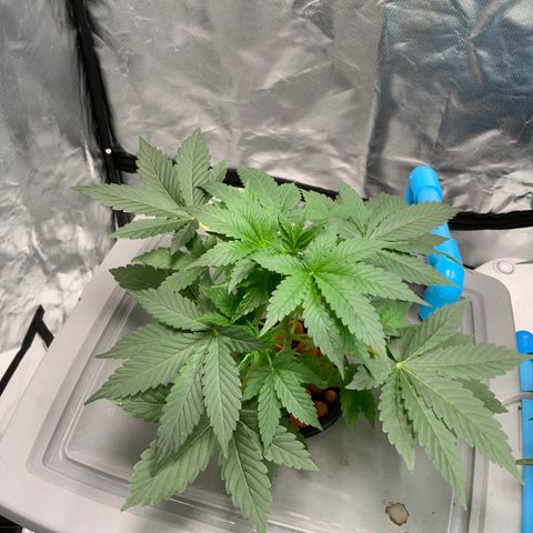 Moby dick XXL  [auto] growlog timeline photo