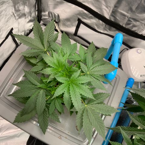 Moby dick XXL  [auto] growlog timeline photo