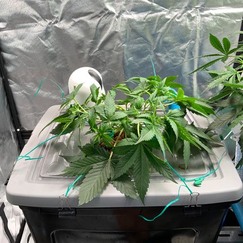 Moby dick XXL  [auto] growlog timeline photo