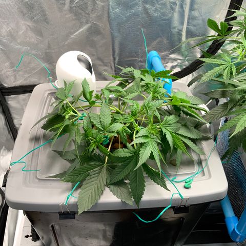 Moby dick XXL  [auto] growlog timeline photo