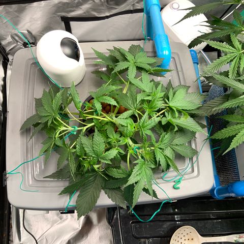 Moby dick XXL  [auto] growlog timeline photo