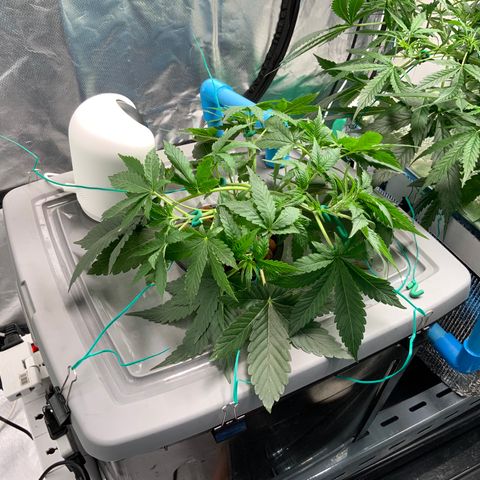 Moby dick XXL  [auto] growlog timeline photo