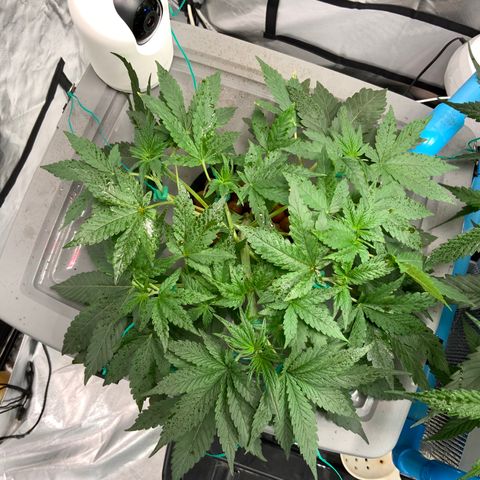 Moby dick XXL  [auto] growlog timeline photo