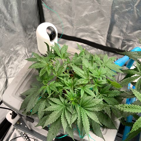 Moby dick XXL  [auto] growlog timeline photo