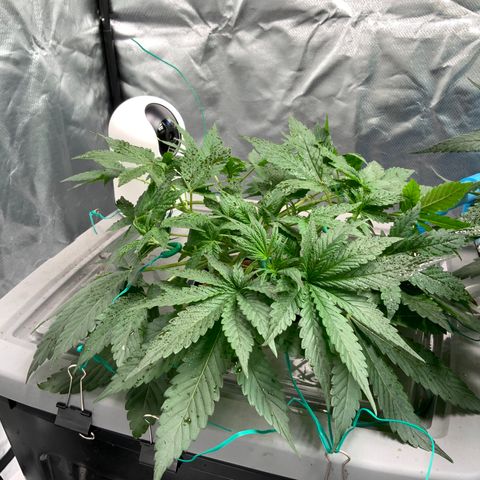 Moby dick XXL  [auto] growlog timeline photo