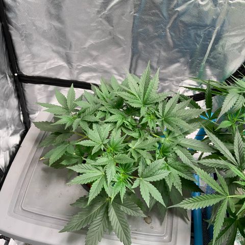 Moby dick XXL  [auto] growlog timeline photo