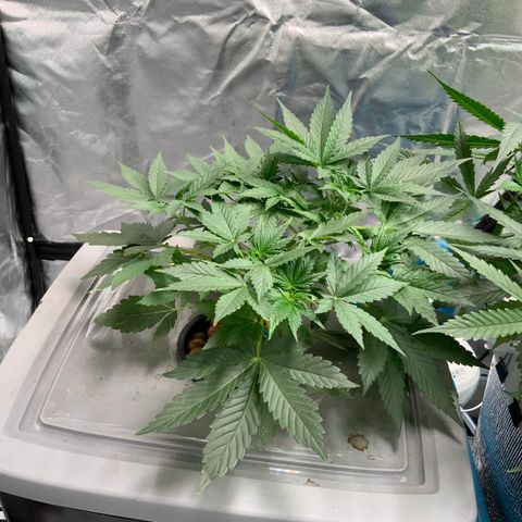 Moby dick XXL  [auto] growlog timeline photo