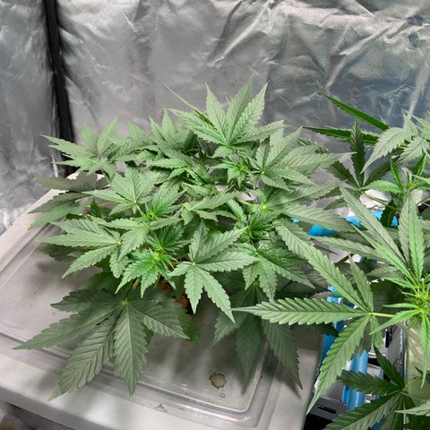 Moby dick XXL  [auto] growlog timeline photo