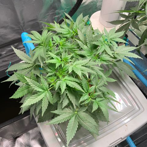 Moby dick XXL  [auto] growlog timeline photo