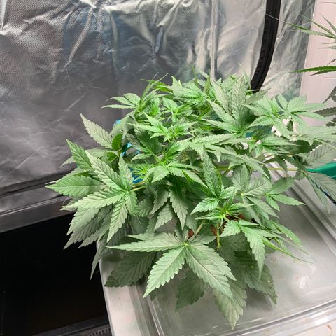 Moby dick XXL  [auto] growlog timeline photo