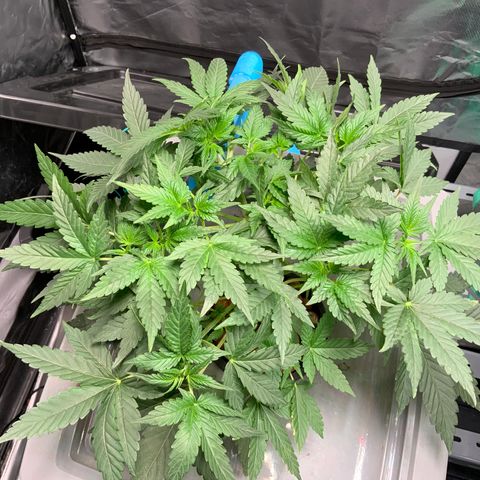 Moby dick XXL  [auto] growlog timeline photo