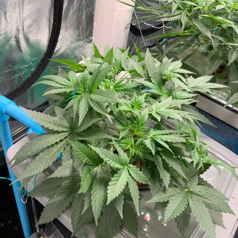 Moby dick XXL  [auto] growlog timeline photo