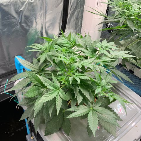 Moby dick XXL  [auto] growlog timeline photo
